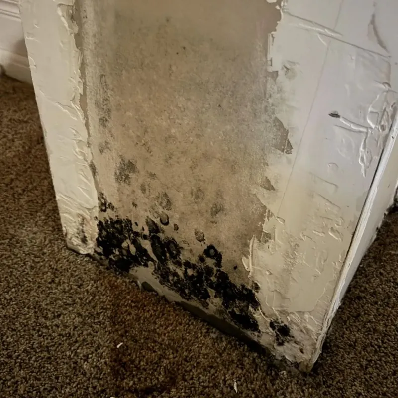 Professional Mold Removal in Arcadia, CA
